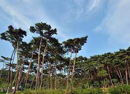  겨울 방학 국내 여행 추천지 BEST 5 - 태안 소나무 숲