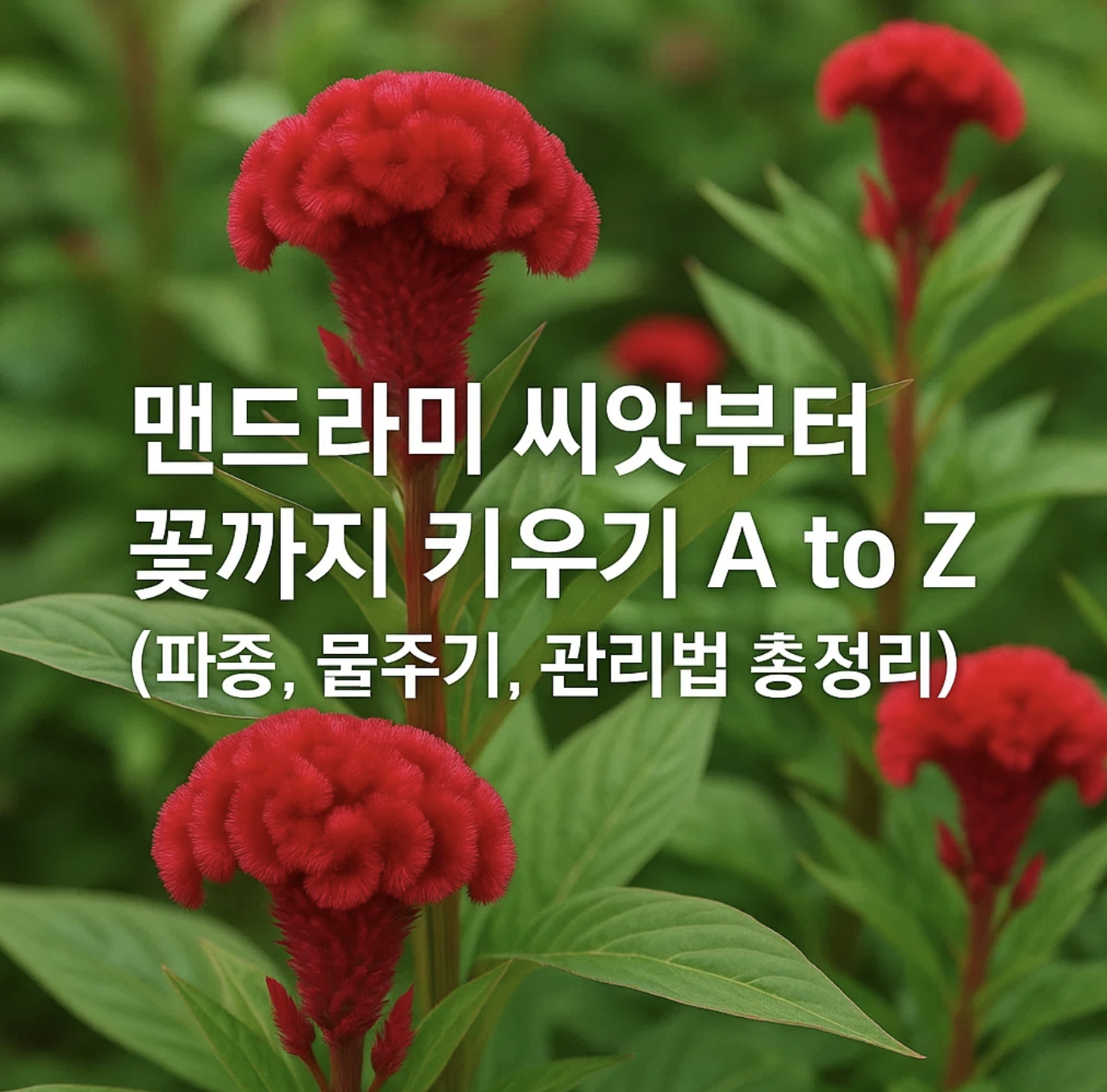 맨드라미 씨앗부터 꽃까지 키우기 A to Z (파종, 물주기, 관리법 총정리)