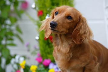 미니어처 닥스훈트