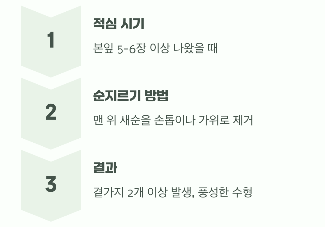 풍성함의 마법&amp;#44; 순지르기 (곁가지 늘리기)