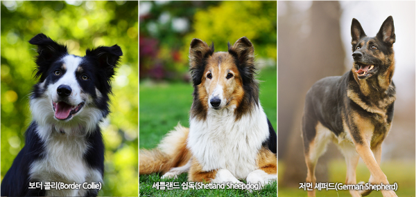 보더콜리, 셔틀랜드 쉽독, 저먼 셰퍼드