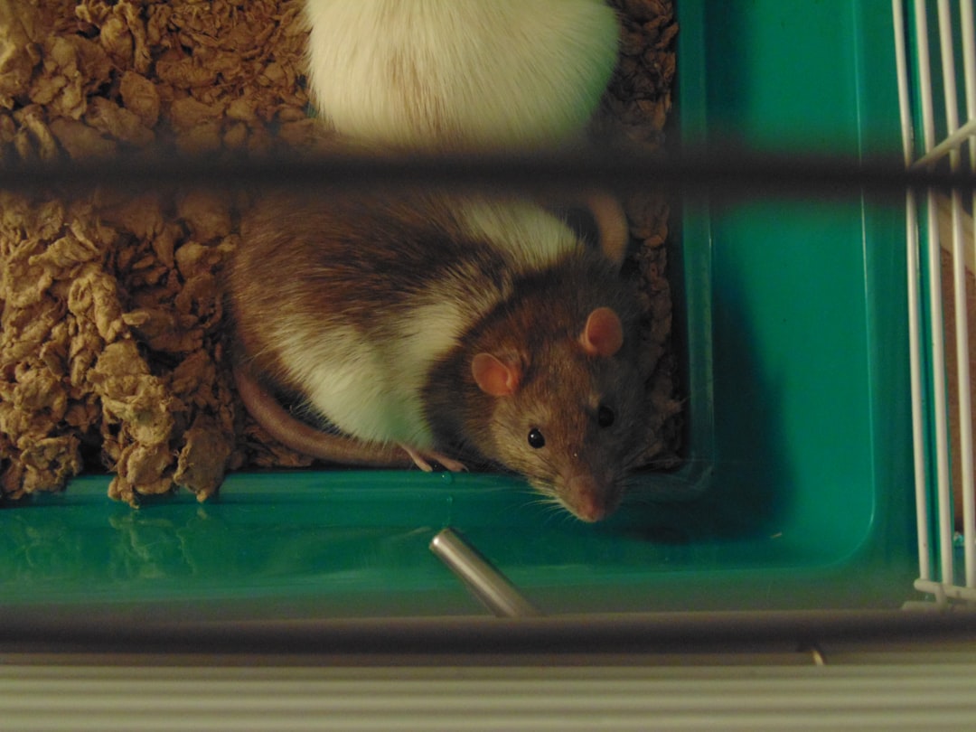 Rat