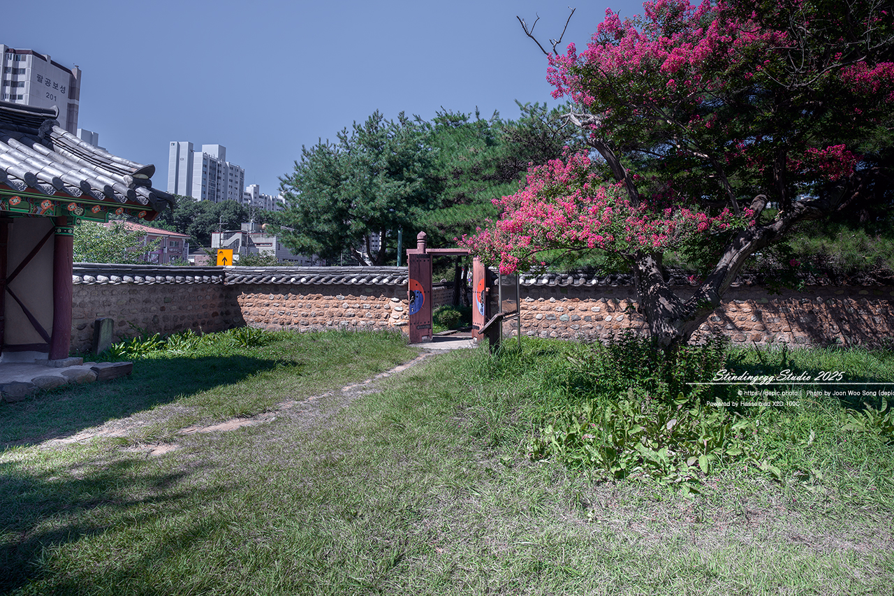 #대구 #신숭겸장군유적 #배롱 #꽃