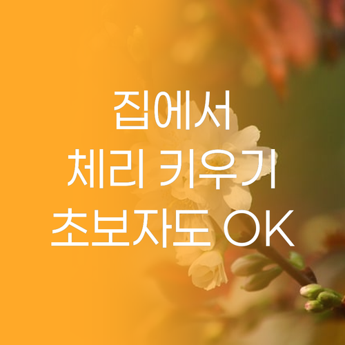 집에서 체리 키우기 초보자도 OK 달