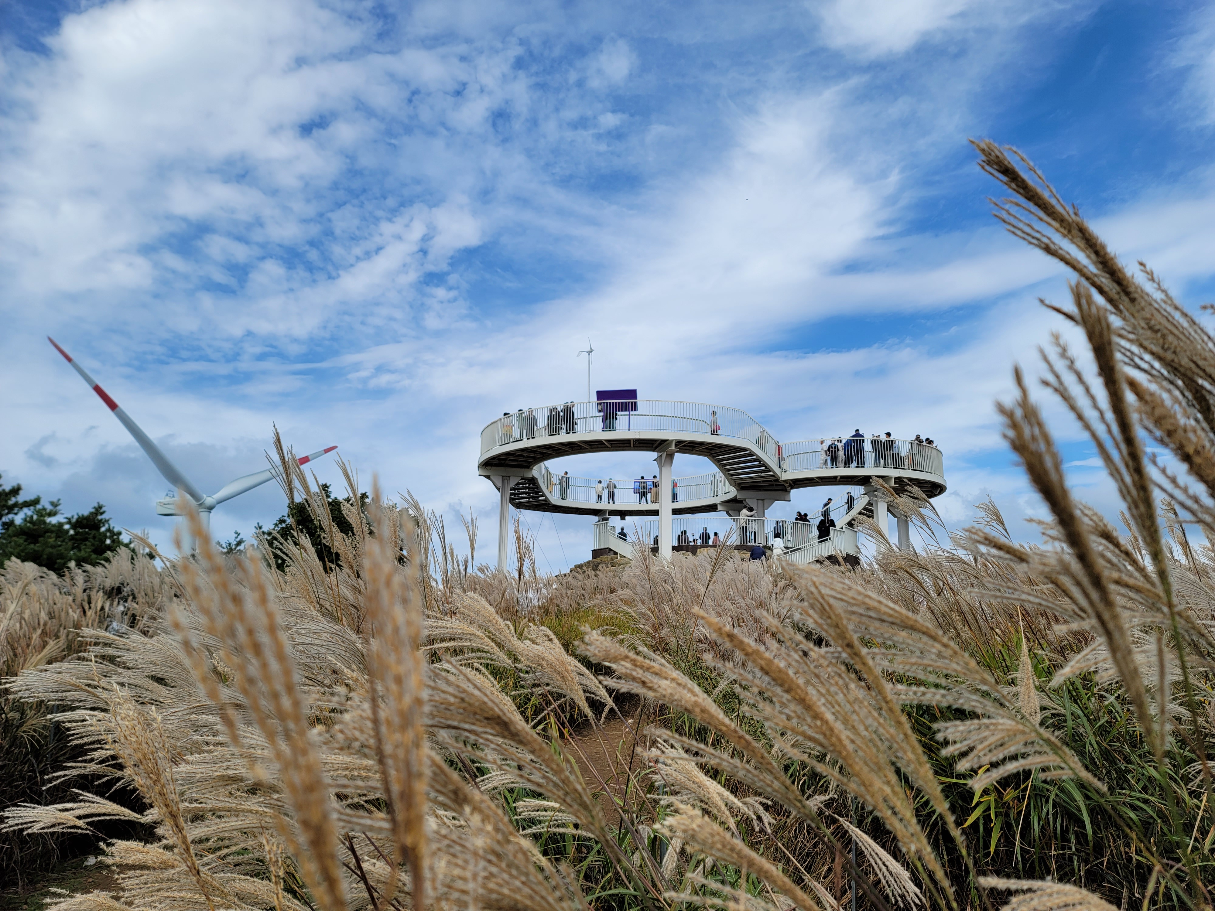거창 별바람언덕의 억새풀 모습