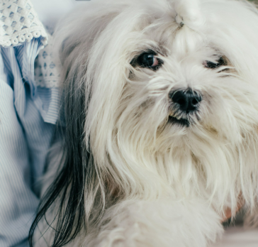 강아지 눈 밑, 위, 한쪽 부음, 위치별 원인부터 관리 팁