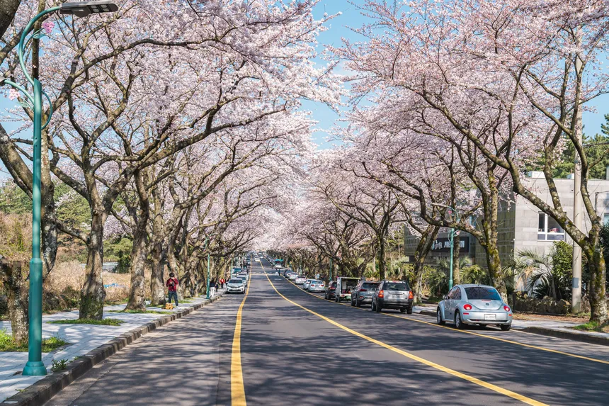 제주대학교 벚꽃길, 왕벚나무 터널이 펼쳐진 캠퍼스 진입로