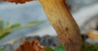 상황버섯 효능 부작용