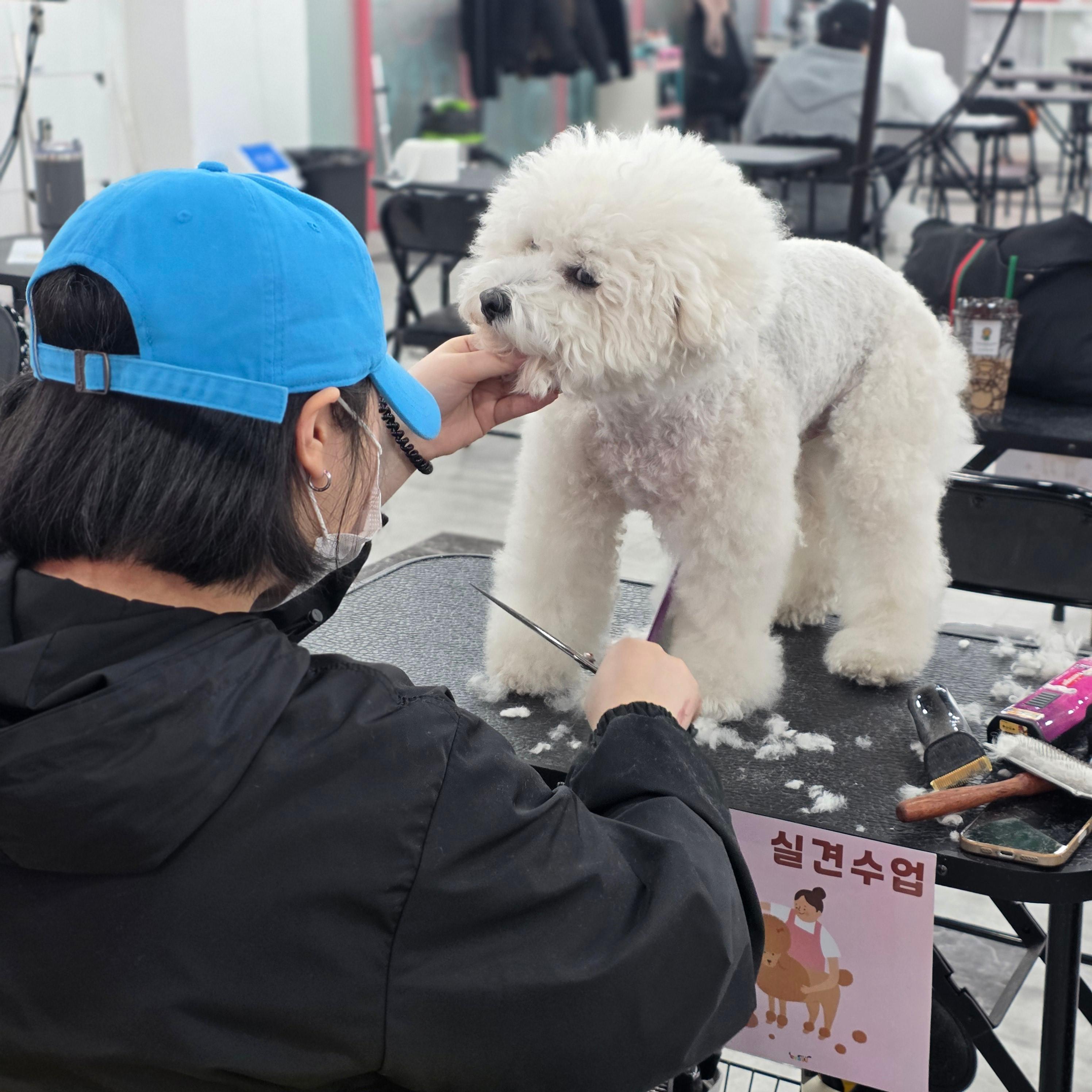 진주애견미용학원