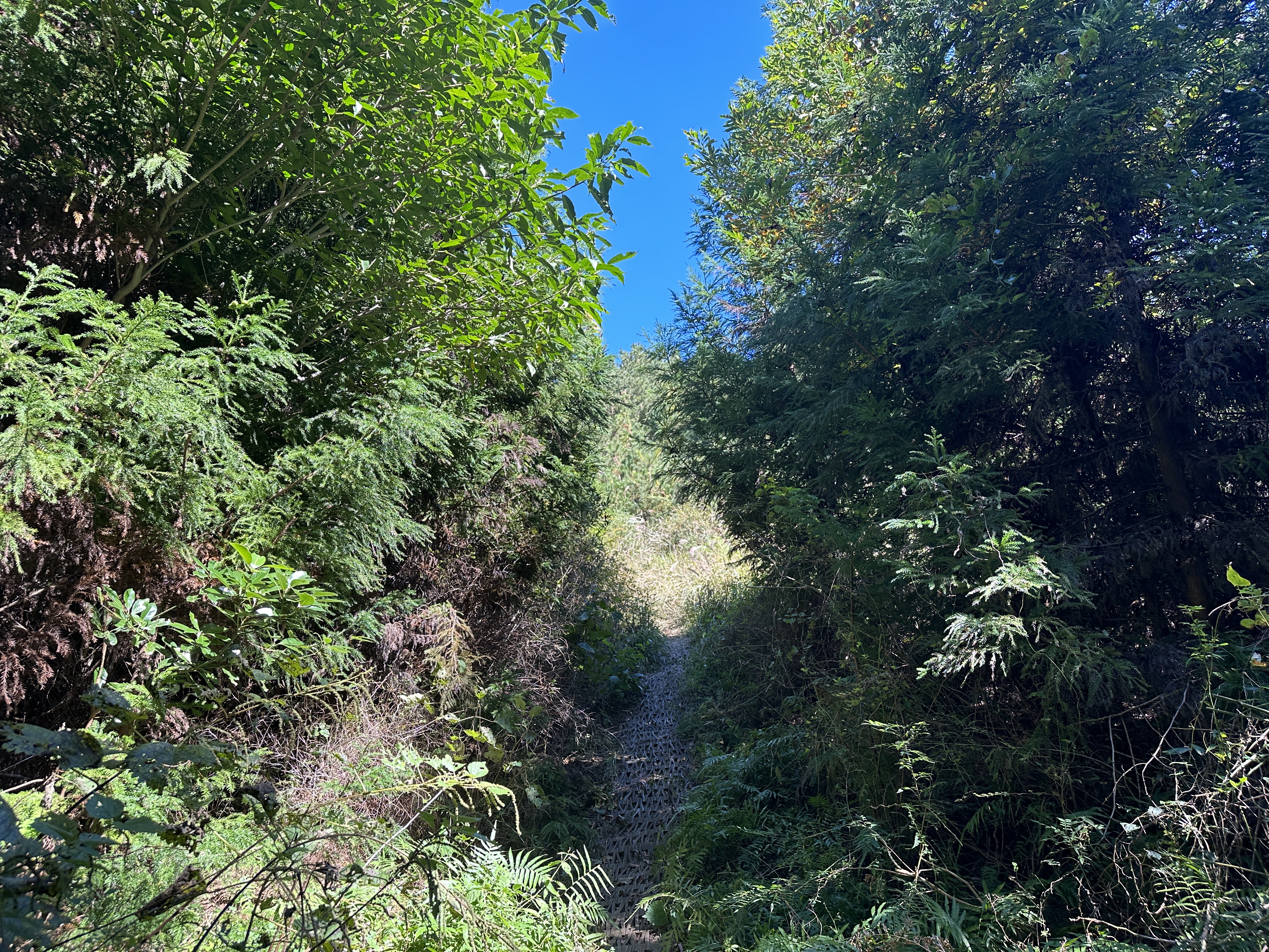 동검은이오름 / 동거문오름 탐방로