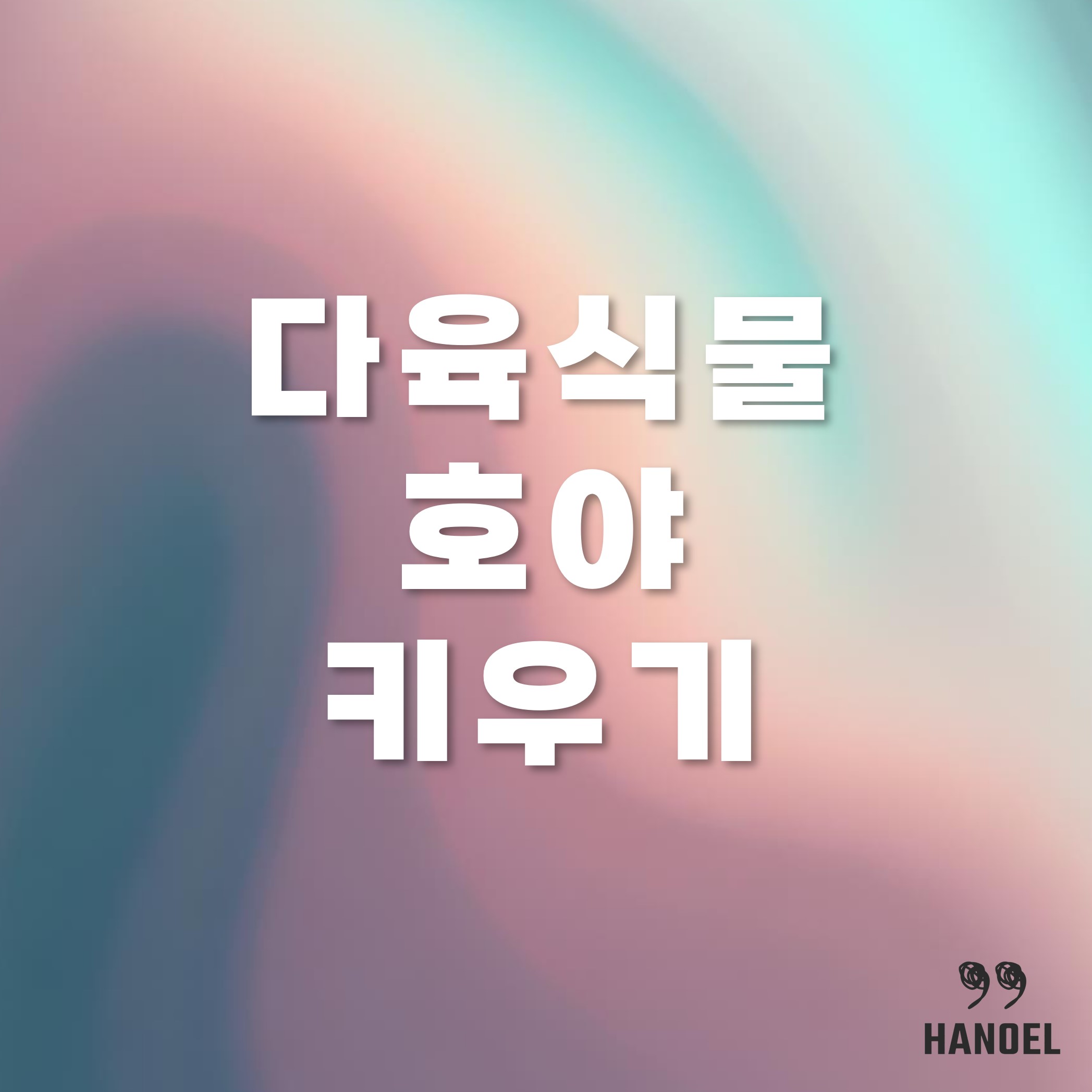 귀여운 다육 호야 화분에서 키우기 겨울철 온도 조절 등