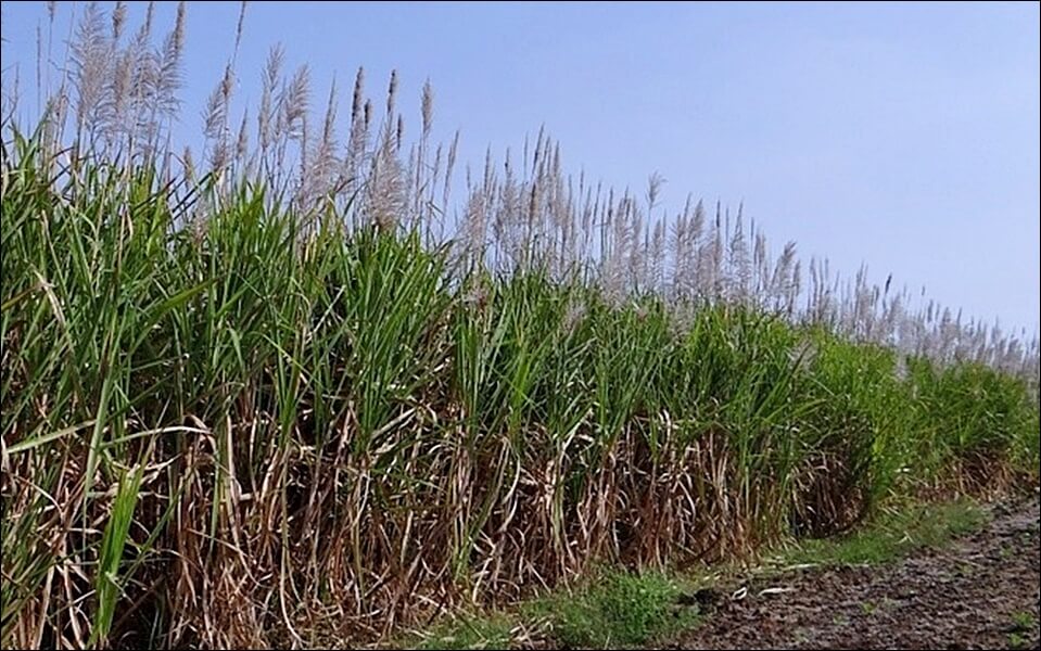 폴리코사놀 효능 부작용 총정리