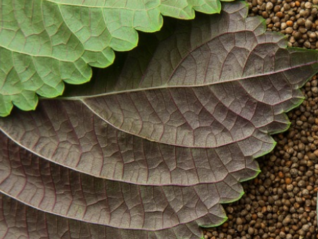 들깨가루의 놀라운 건강 효능과 활용 방법