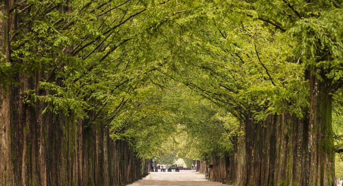 메타세콰이어 길