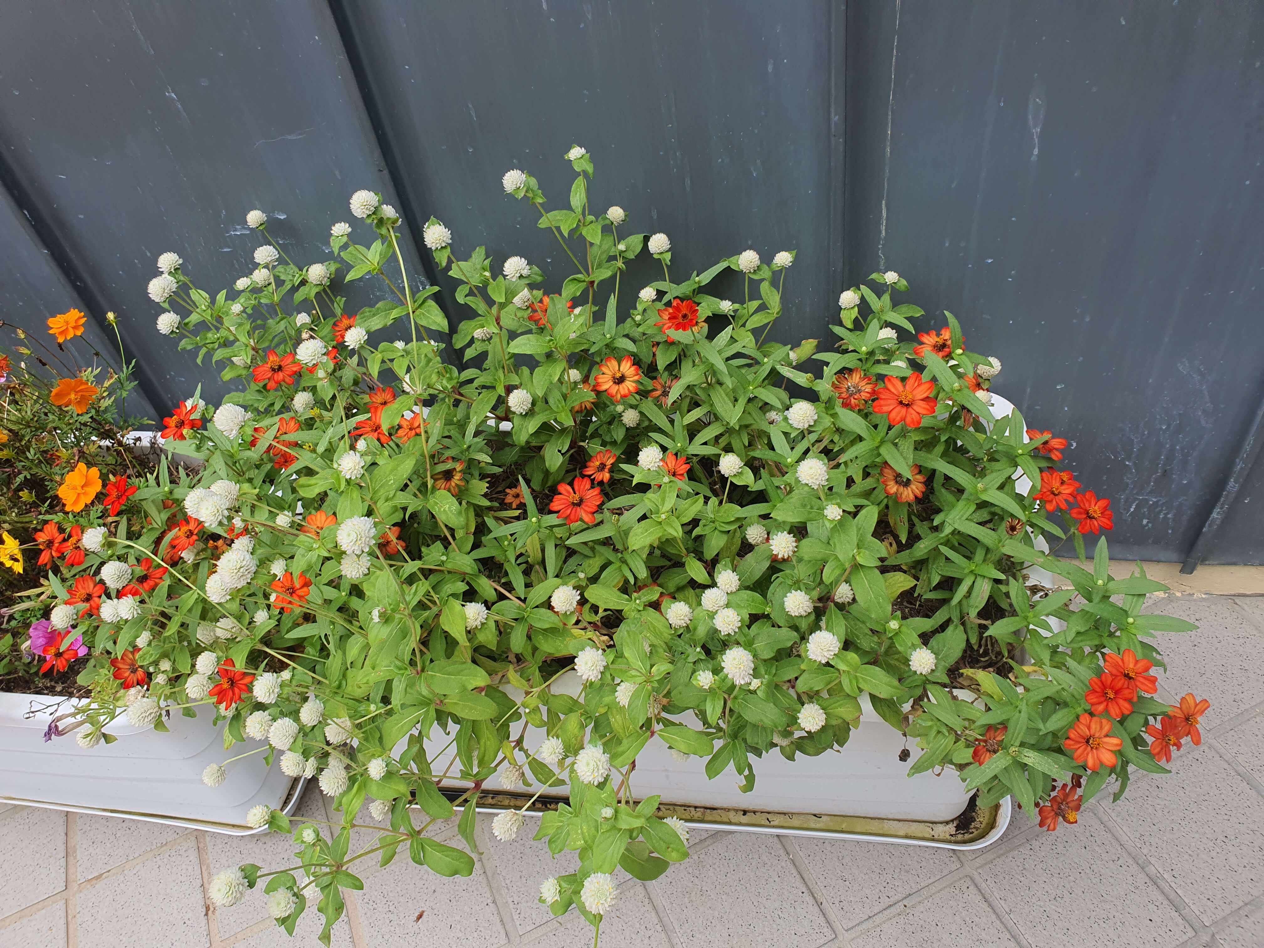 정원 사회학의 시선으로 본 정원 인플루언서, 왜 여성 중심인가