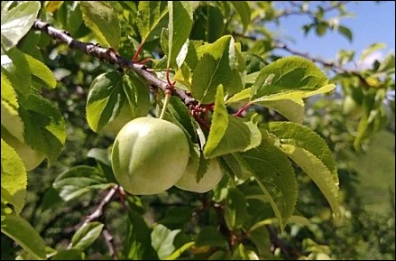 매실액기스 부작용 11