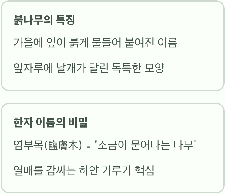 우리 산의 흔한 보물, '염부목(鹽膚木)'