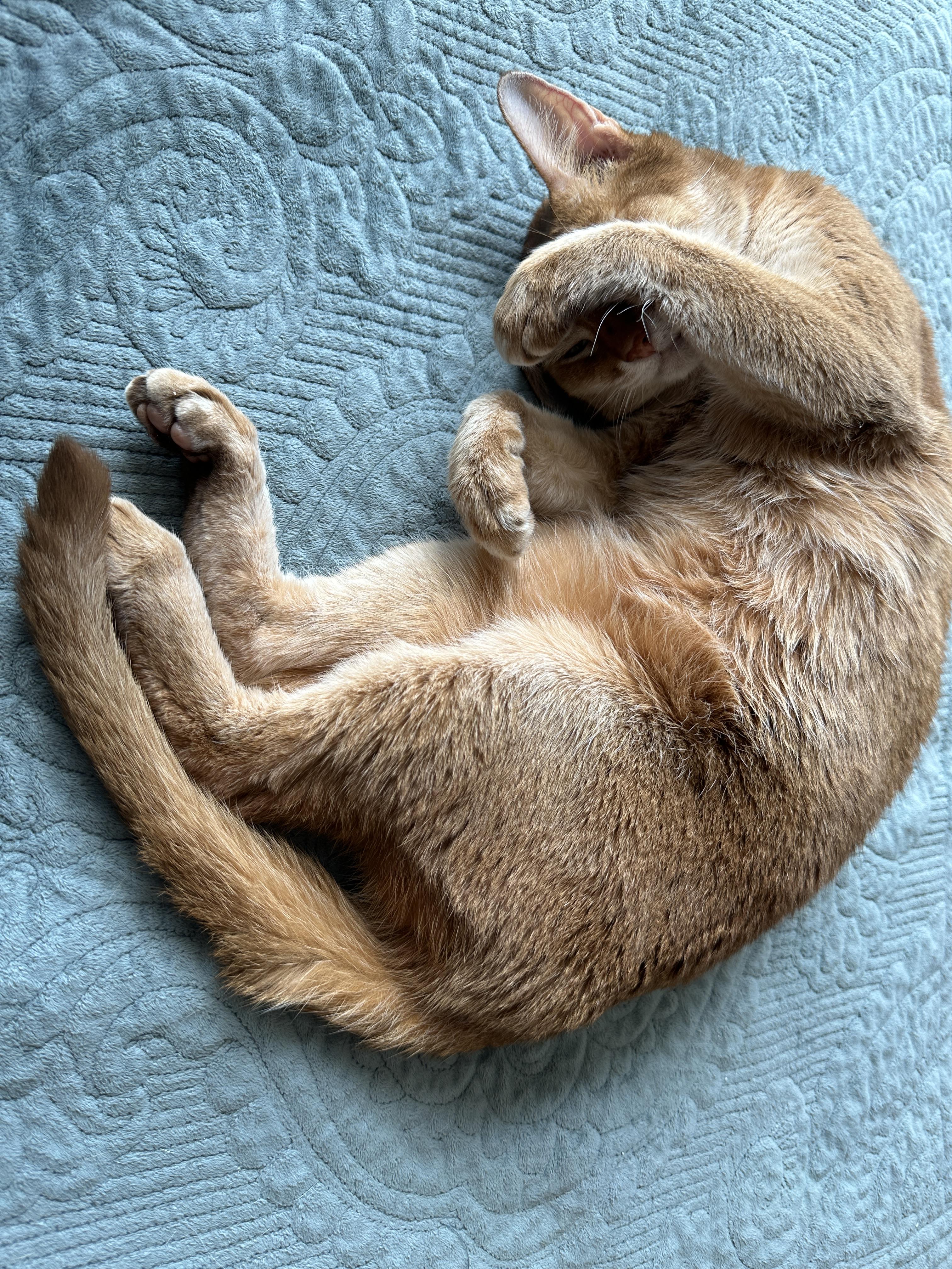 군기반장인거에_비해_너무_사랑스럽게_눈가리고_발라당하고_있는_아비시니안_루나