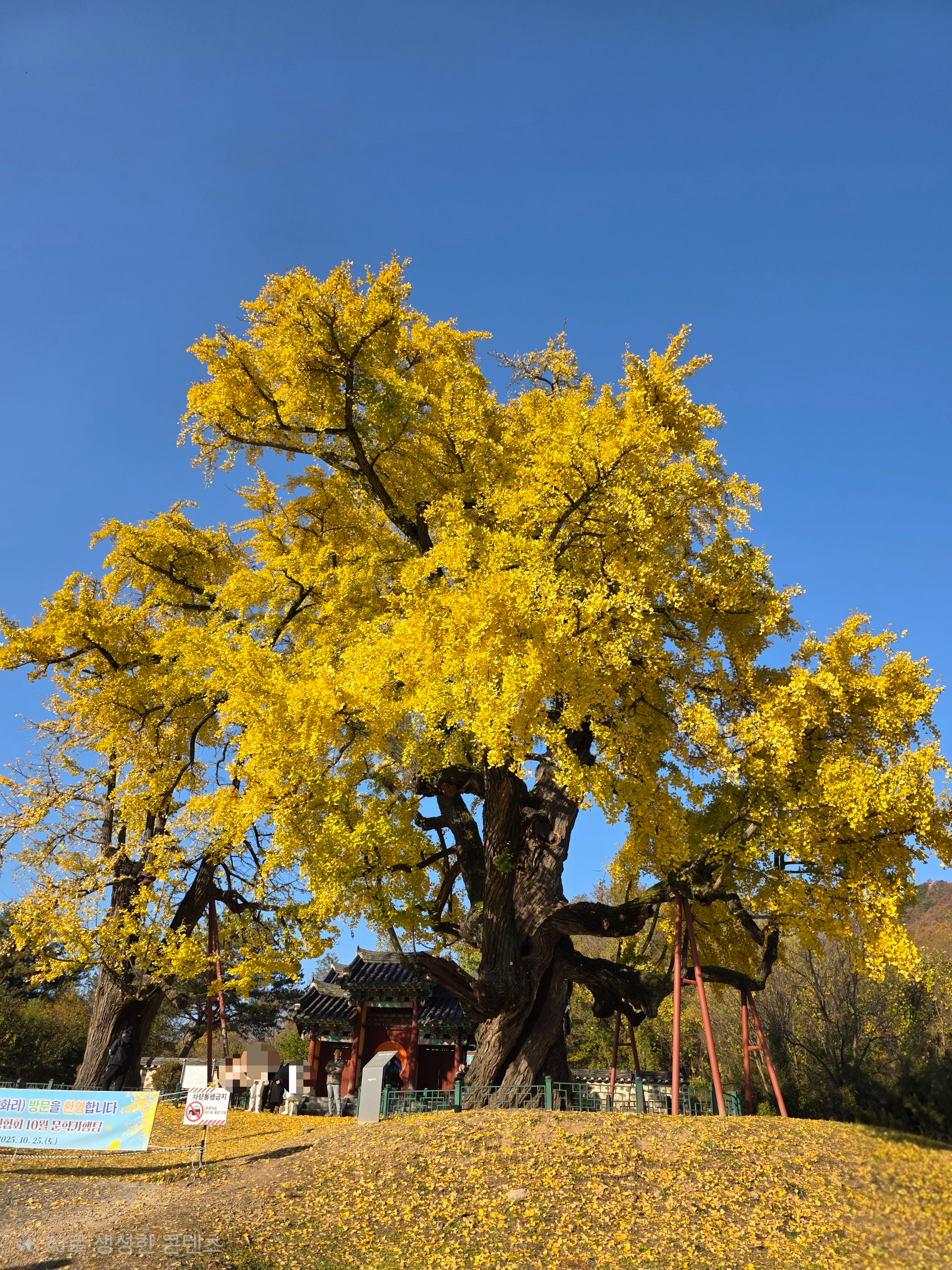 세종 임난수 은행나무 숭모각 세종리 은행나무 역사공원 주소 주차 01