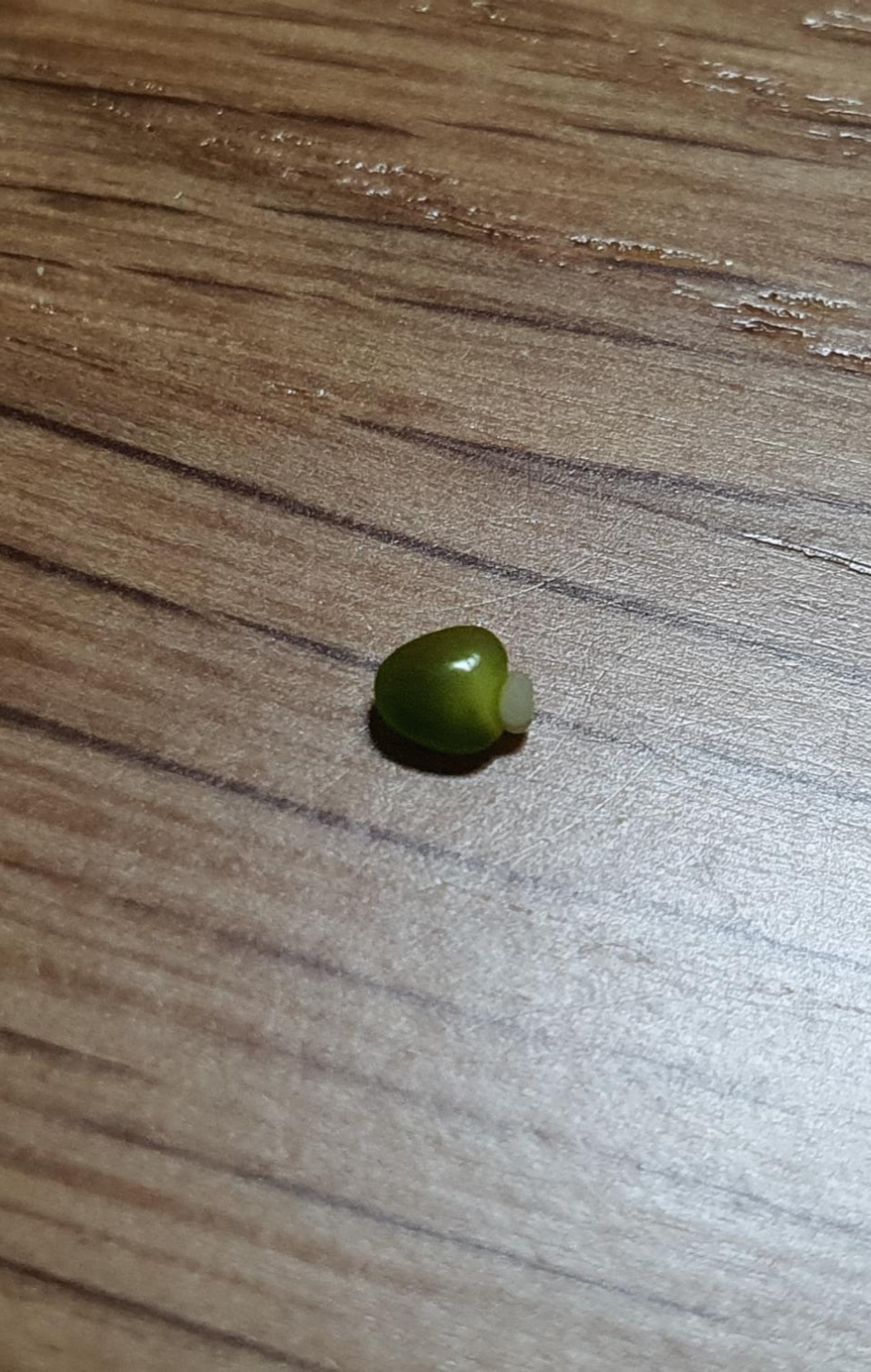 애니시다-2021.04.25.