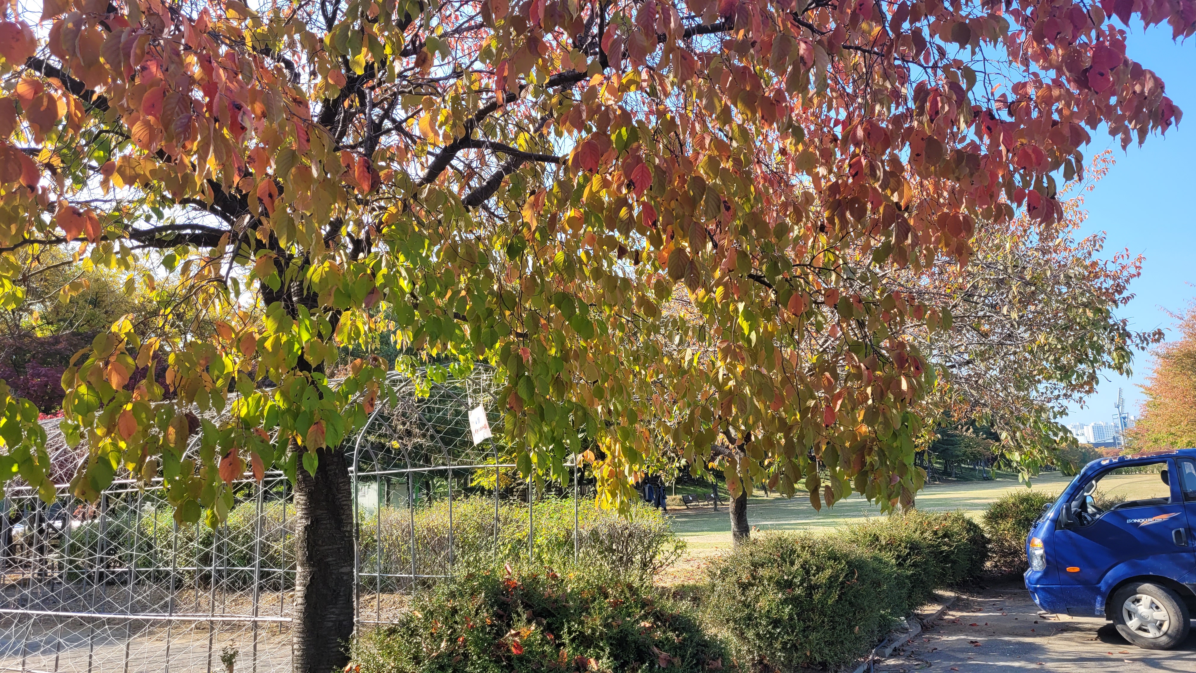 남이섬의 단풍 든 모습