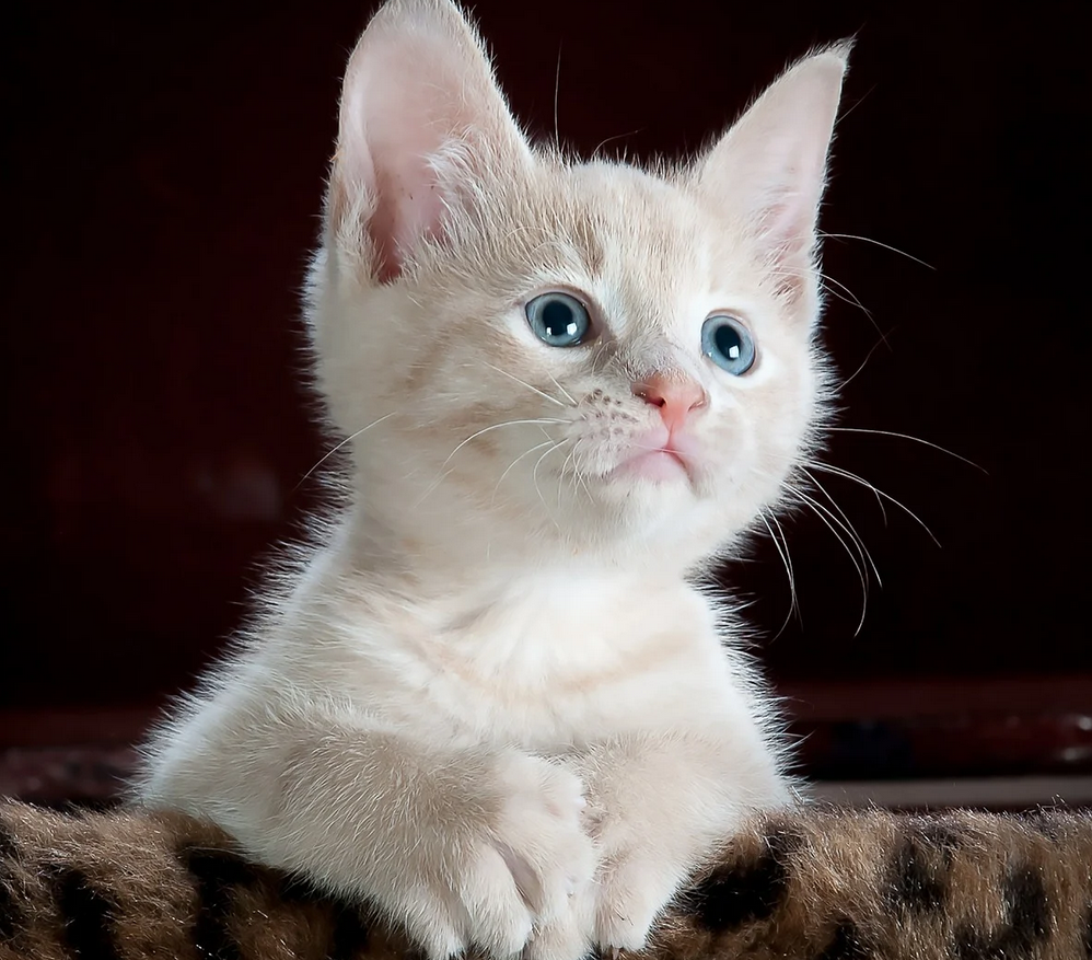 귀여운-흰색-고양이