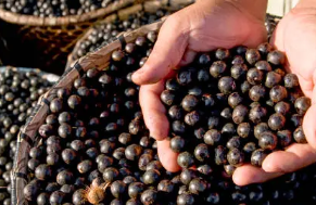 아사이볼 만들기