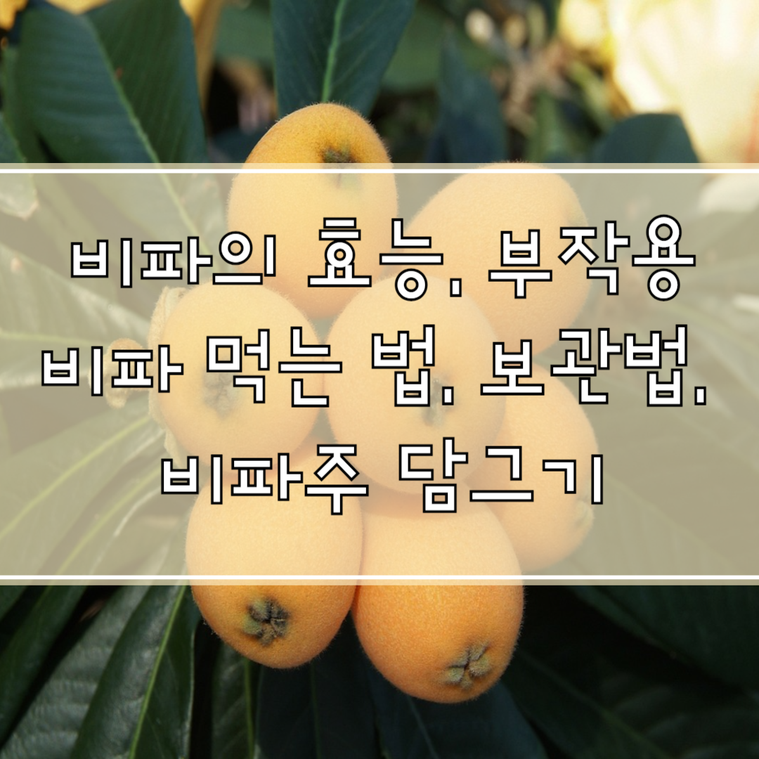 비파의 효능, 부작용, 먹는 법, 보관법, 비파주 담그기