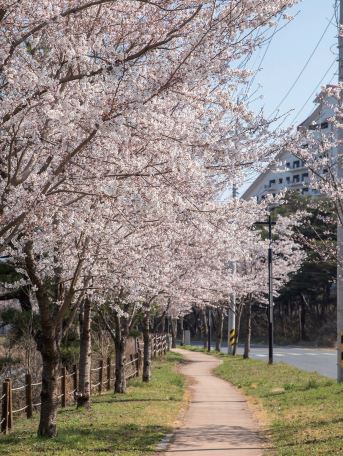 경주 벚꽃축제