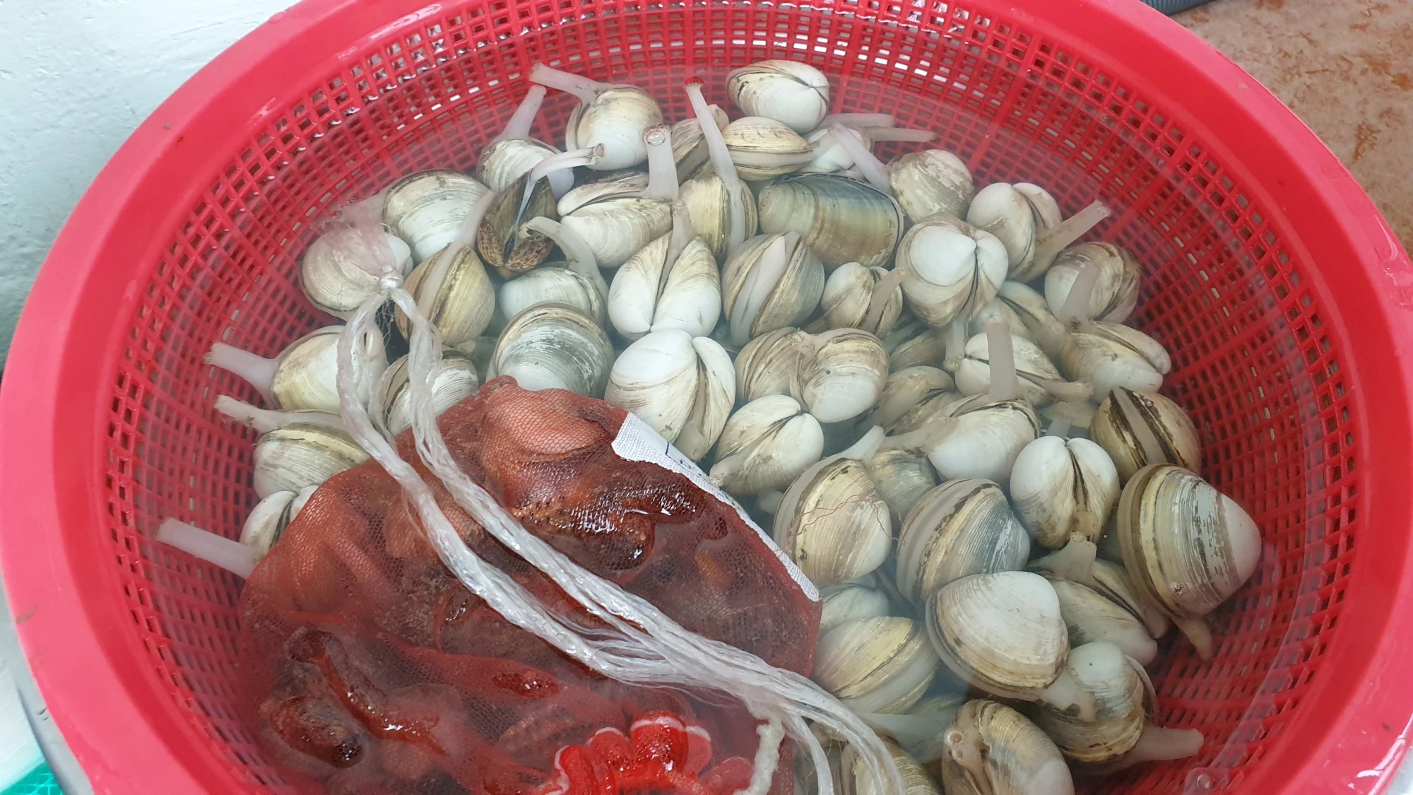 조개와 소라 해감하는 모습