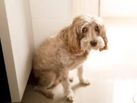 전립선암 초기증상 14