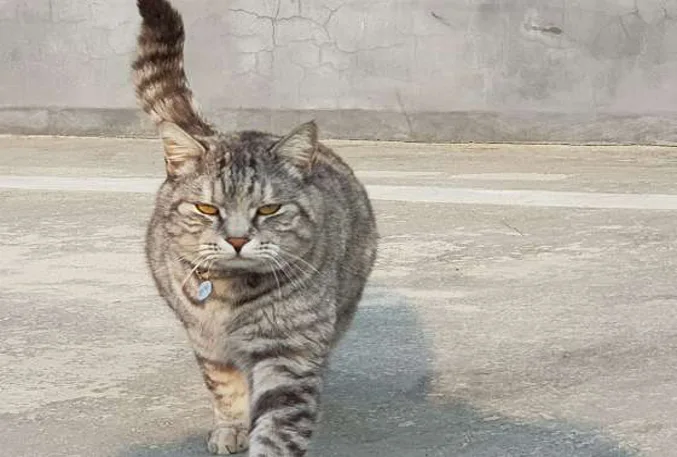 안림홍두깨칼국수보쌈