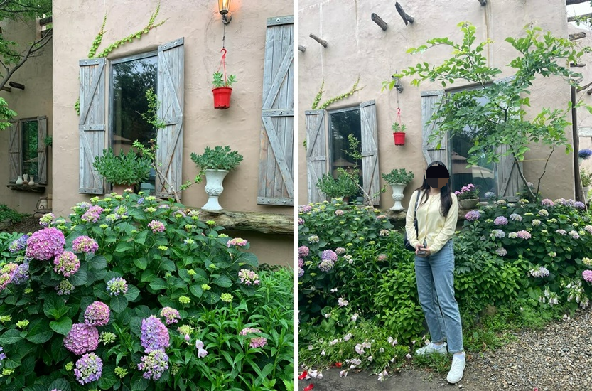 포토피아 뒷편 수국