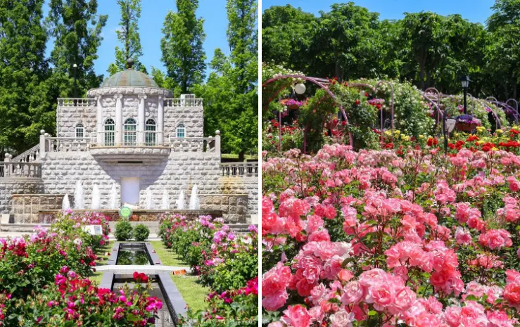 에버랜드 장미축제