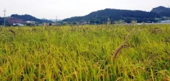 농사 물 관리 비가림 설치 배수로 정비 가뭄 대비 빗물 저장_21