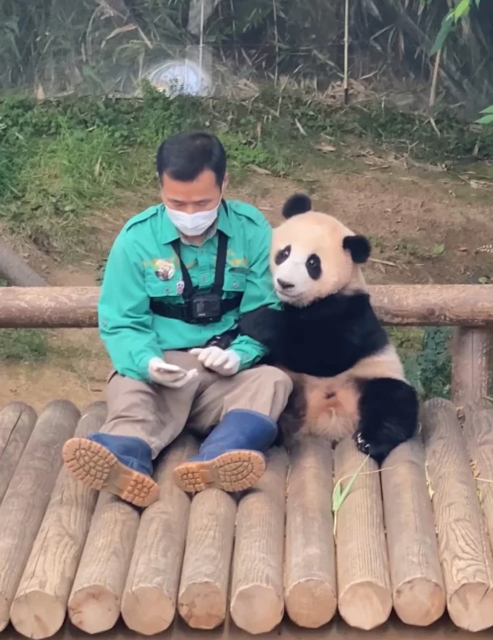 에버랜드 쌍둥이 판다