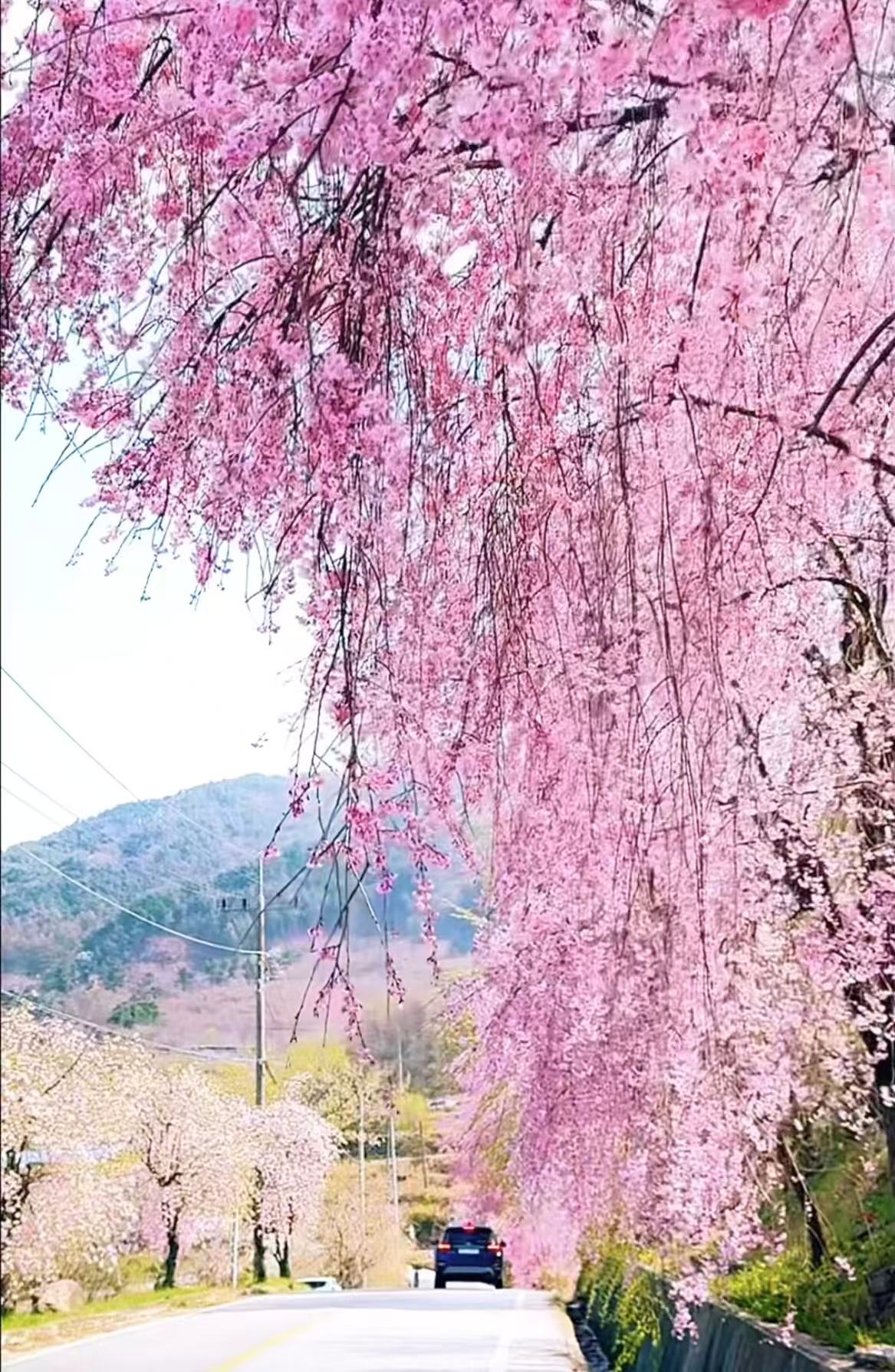 올봄 SNS 난리 난 거창 병곡마을 외 전국 벚꽃 명소 BEST 7 관련사진