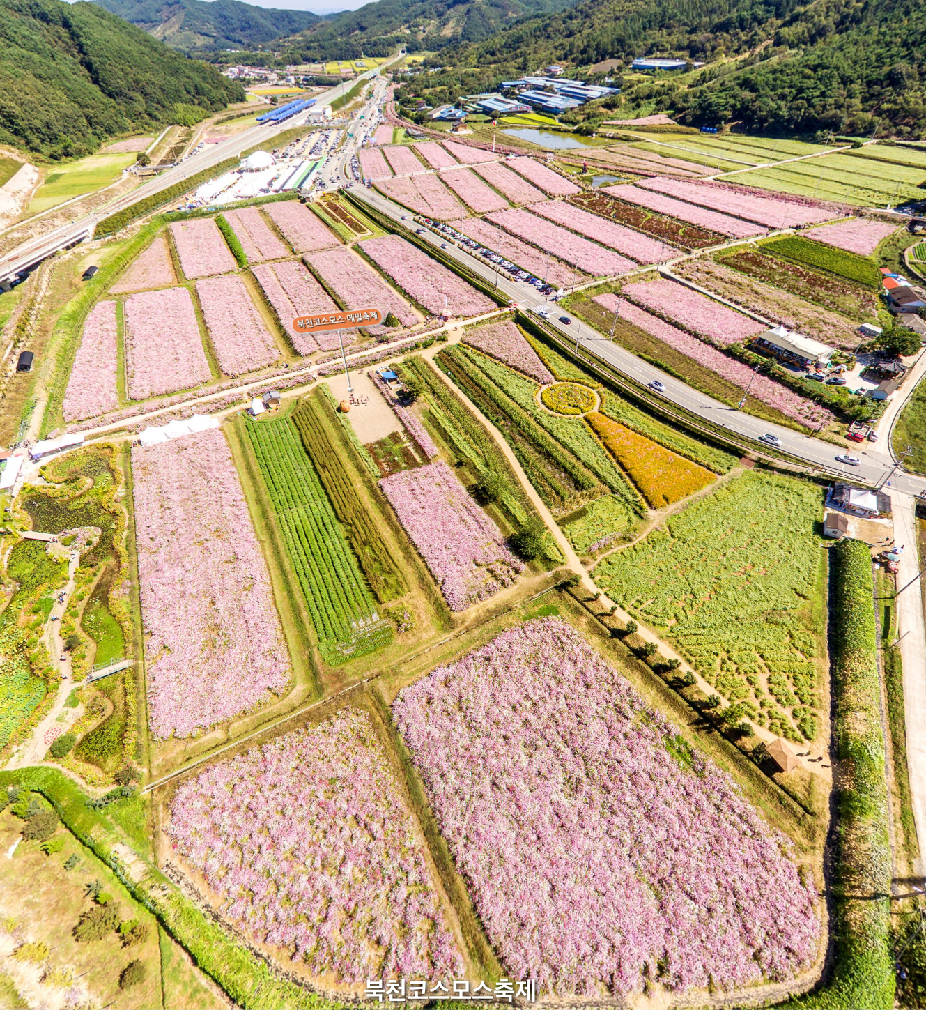북촌 코스모스 축제 풍경