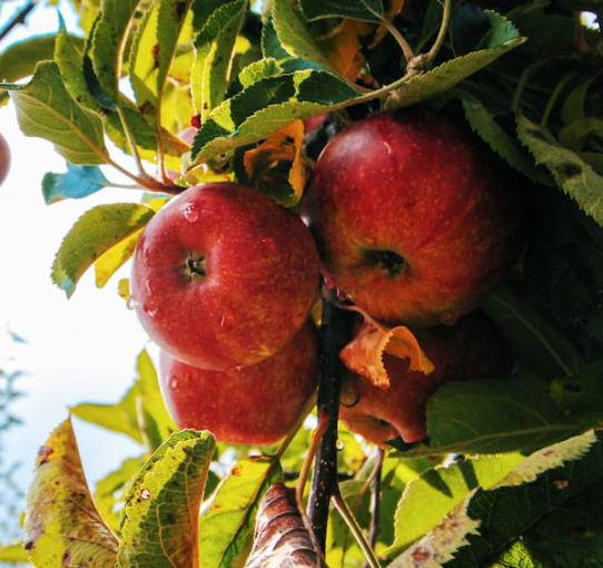 신부전에 좋은 음식 10가지