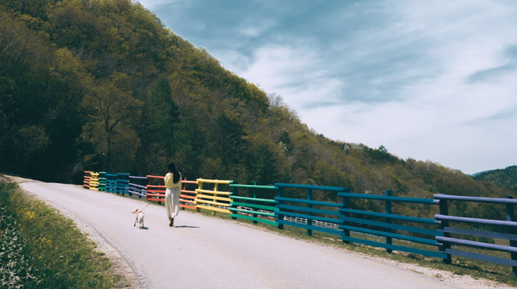 대관령 하늘목장