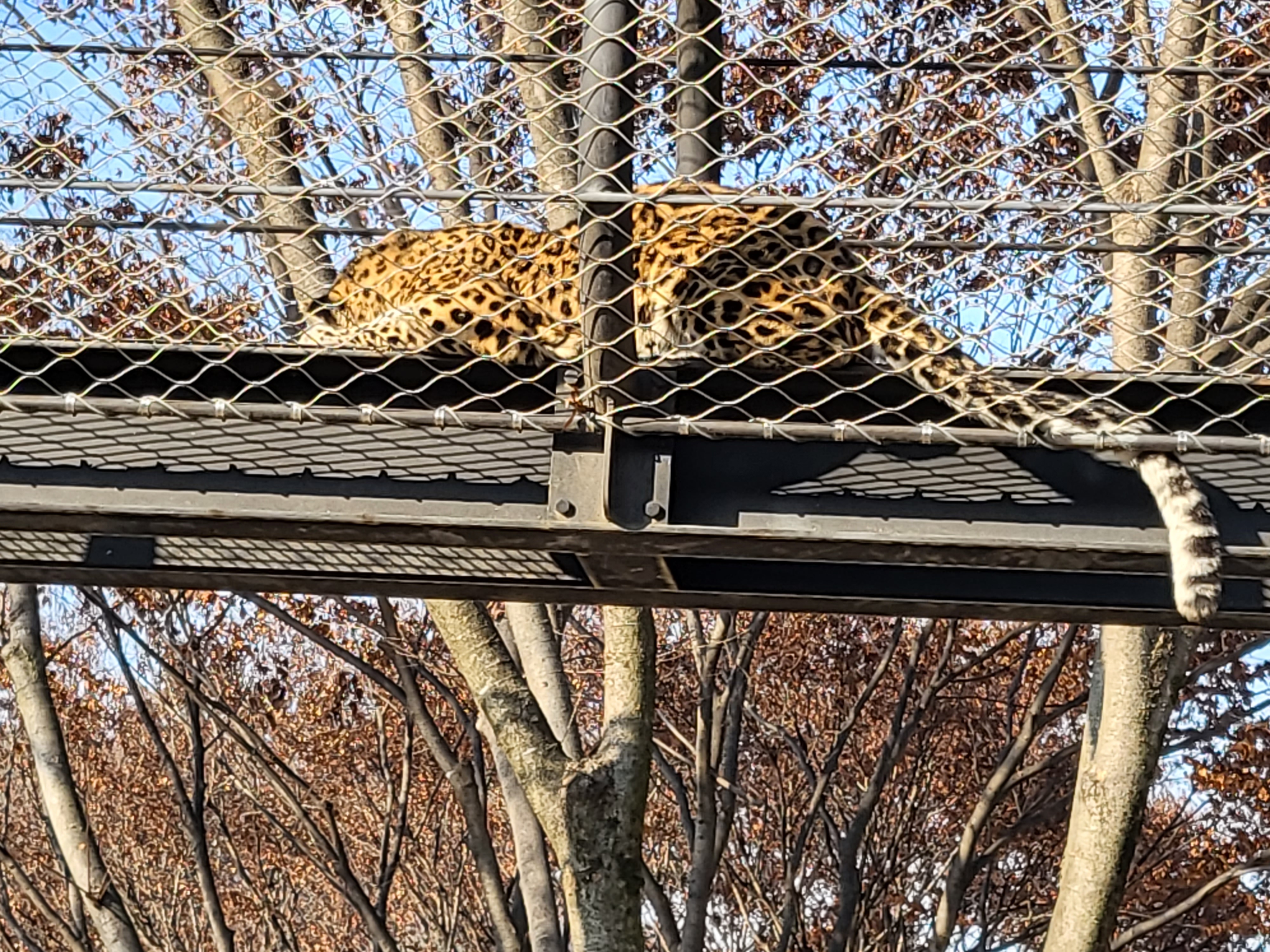 청주 동물원 - 잠자는 표범