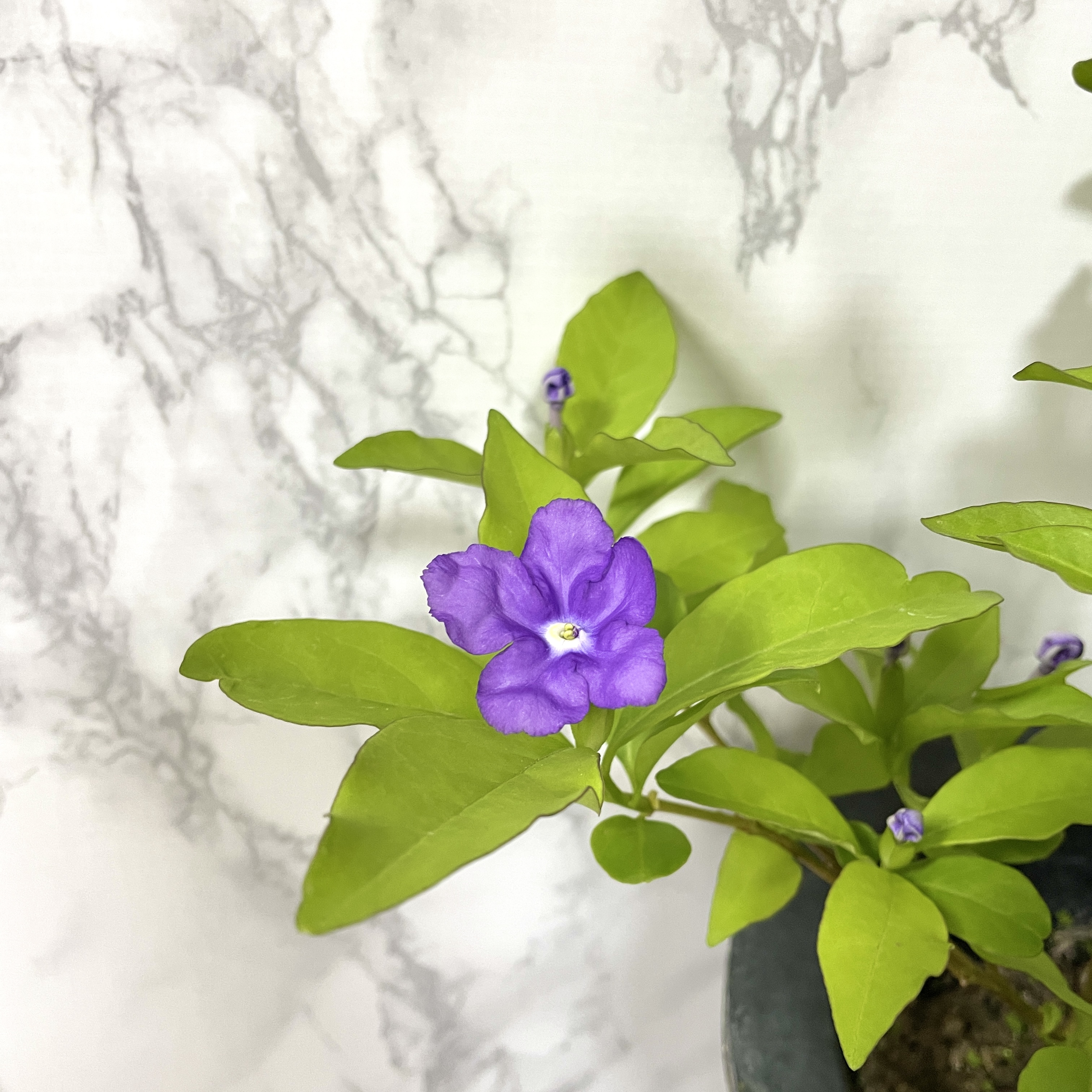 쟈스민 나무 키우기&amp;#44; 향이 진한 브룬펠지어 쟈스민