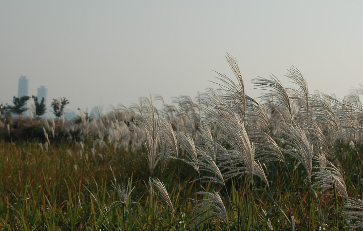 2025 함평 나비대축제