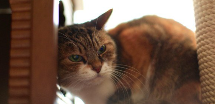 늙은 삼색 고양이.