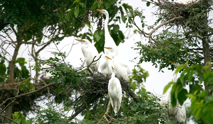 철원 두루미 탐조 방법 코스