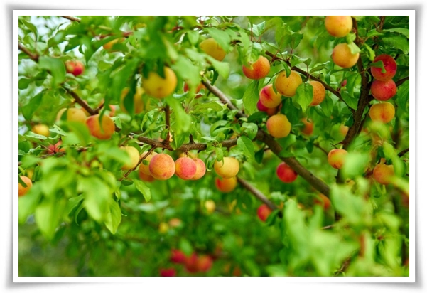 텃밭 "6월, 매실 수확하세요!" 초록빛 활력의 싱그러운 여름의 맛 매실!