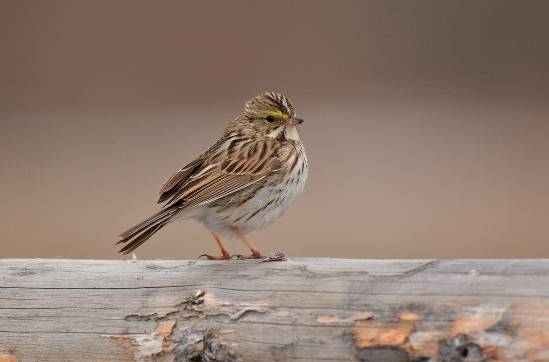 러브버그 익충, 퇴치방법은?