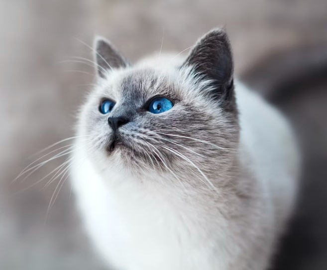고양이 눈곱 생기는 원인과 제거 방법