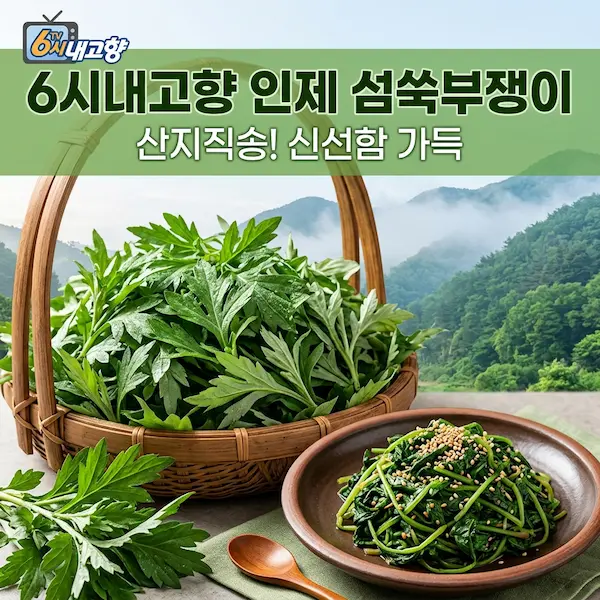 6시내고향 인제 섬쑥부쟁이