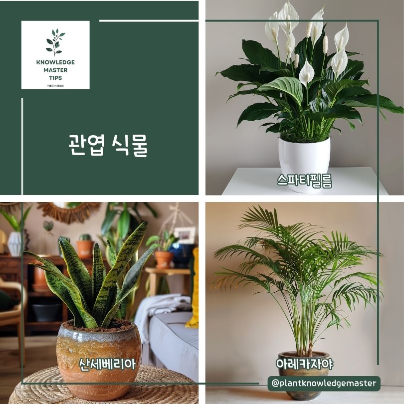 관엽식물